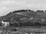 Weinbergstücke am Wartberg (um 1950, StadtA HN)