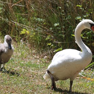 Schwan und Schwanenjunges (Juni 2014, BK)