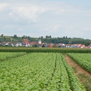 Ortsansicht mit Tabakfelder (Juli 2014, EK)