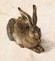 Feldhase, A. Dürer