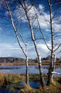 Neckarquelle bei Schwenningen (1970, LMZ)