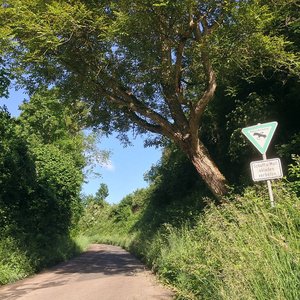 Hohlweg (Mai 2014, FL)