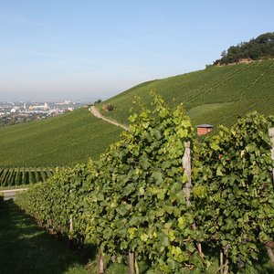 Weinberge und Stadtwald (Sept. 2010, FL)