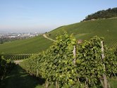 Weinberge und Stadtwald (Sept. 2010, FL)